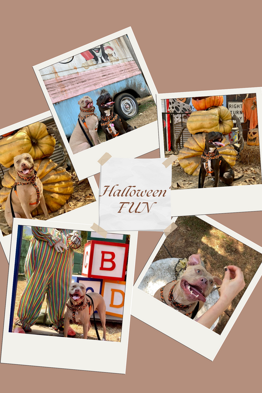 "Tricks" for Halloween Safety for you and your pets