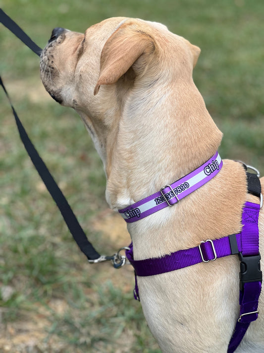 Personalized Dog Collar with whale