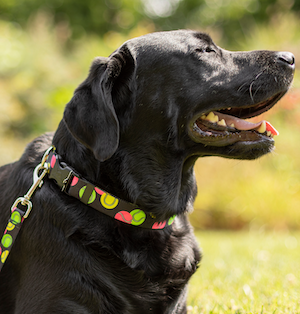 Black Lab Loves Tennis Ball dog collar