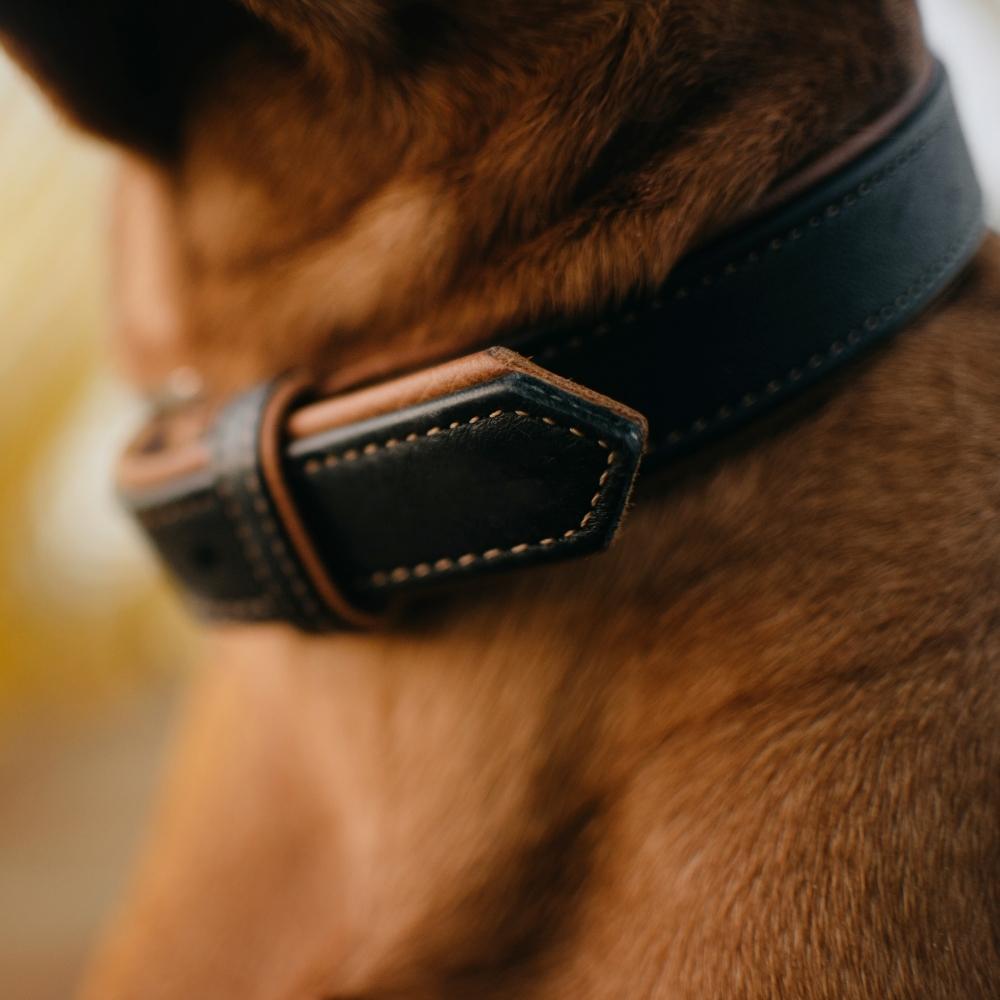 How to clean a leather dog collar Hot Dog Collars