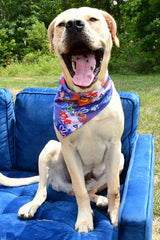 Love Graffiti Blue Dog Bandana