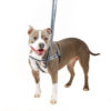 Axl on Reflective Black Freedom Harness