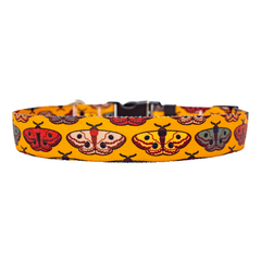 Wings for Fall Dog Collar