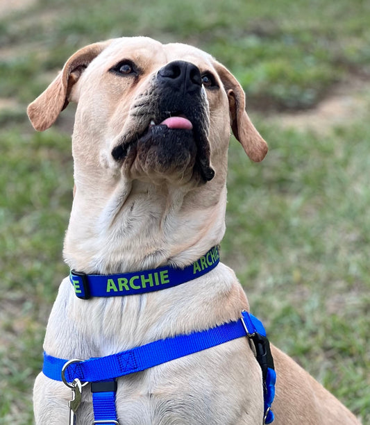 Archie with personalized collar