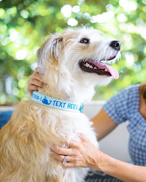 Dog wearing personalized dog collar while being petted