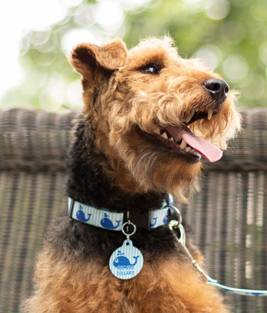 Dog ID Tags:  What information should be included on your pet's collar tag?