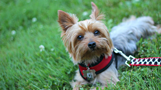 5 Super Cute Yorkie Facts