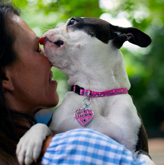 What you need to know about Dog ID tags