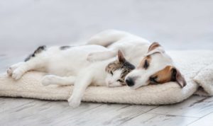 Dogs and Cats Living Together...Can It Be Done?