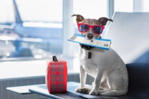 5 Ways to Help Prepare Your Dog for a Long Flight