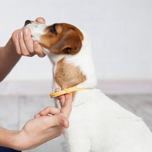 Can a flea collar make a dog sick?