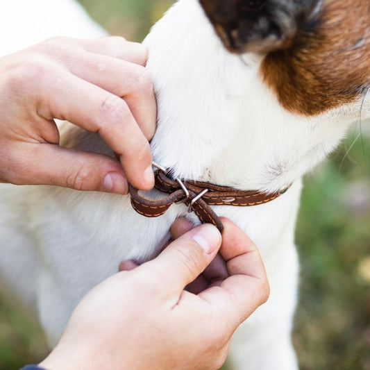 How loose should a dog collar be?