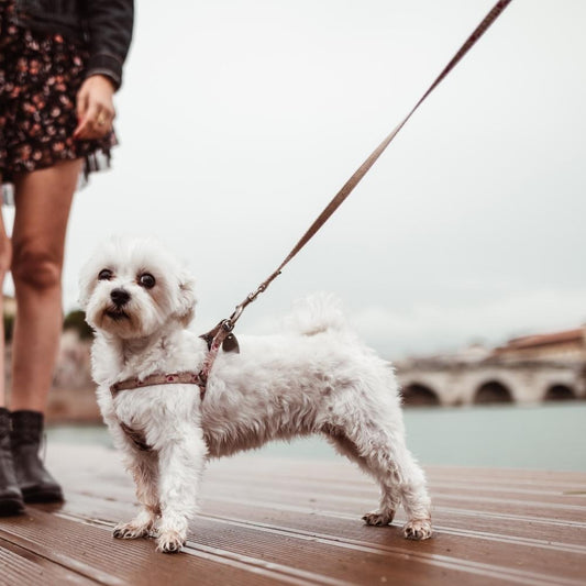 How to leash train a puppy?