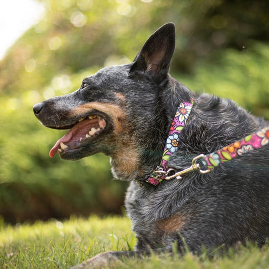 How to measure a dog collar for your dog?