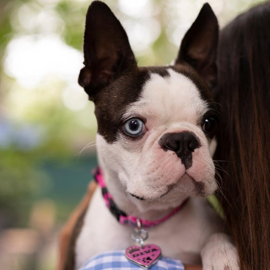 How to put a dog tag on a dog collar?