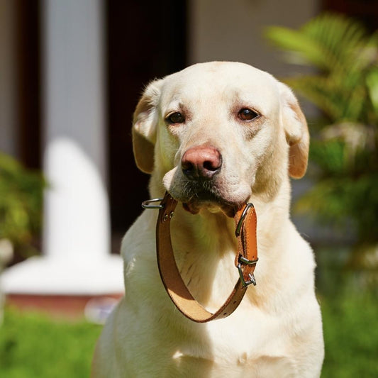 How to tighten a dog collar?