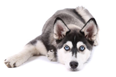 4 Myths About Siberian Huskies