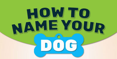 How To Name Your Dog INFOGRAPHIC