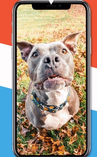 Can we send your dog a text? - Hot Dog Collars