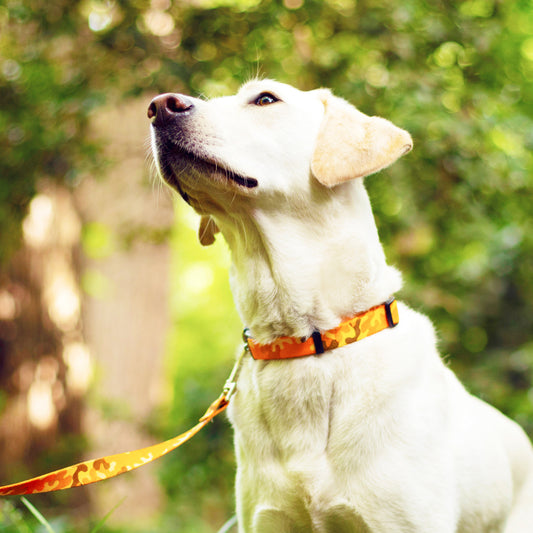 How to clean a dog collar?