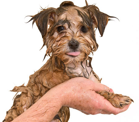 How To Get Rid of Wet Dog Smell?