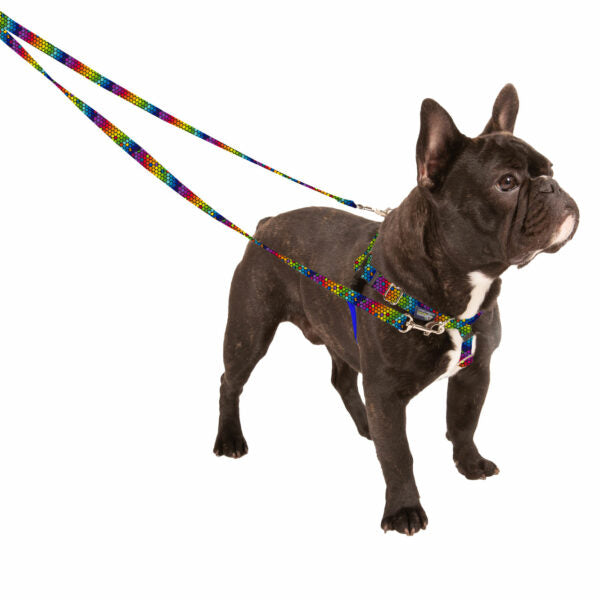 ROY G BIV Harness on a dog