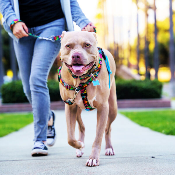 Paper Flags Freedom No-Pull Dog Harness – EarthStyle