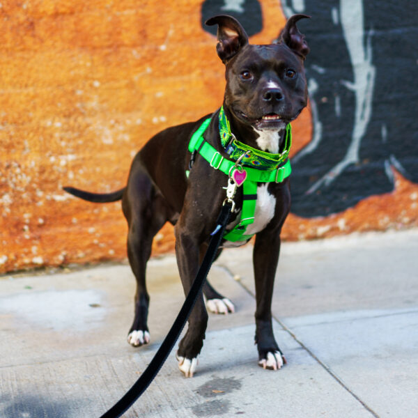 Neon Green Freedom Harness on a dog