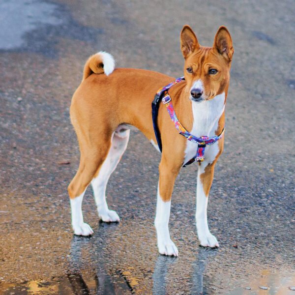 Love Graffiti Blue Harness on a dog