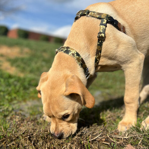 Archie Loves Mud Freedom Harness on dog