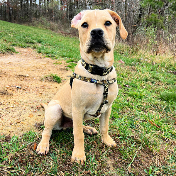 Archie Loves Mud Freedom harness and collar