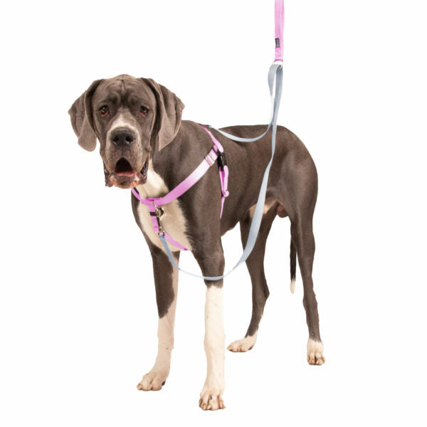 Rose Pink Freedom No-Pull Dog Harness