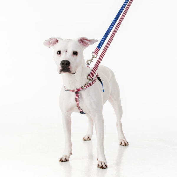 Star Spangled Freedom No-Pull Dog Harness – EarthStyle