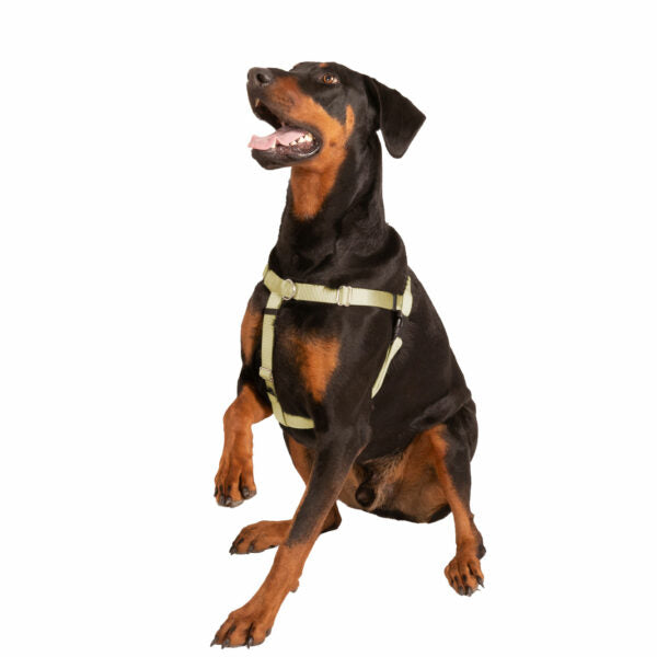 Tan Freedom No-Pull Dog Harness