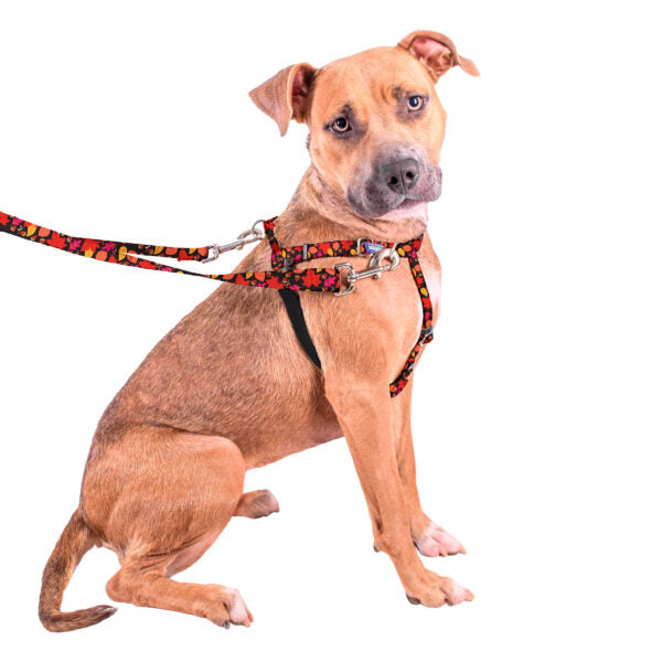 Falling Leaves Freedom Harness and Leash on a dog