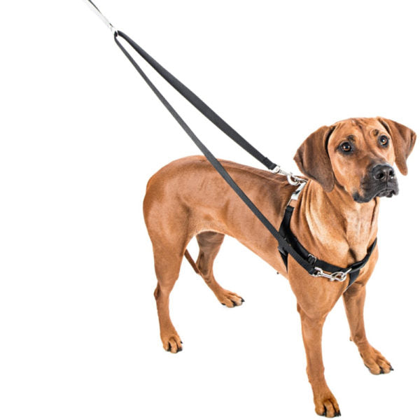 Non pull dog leash best sale