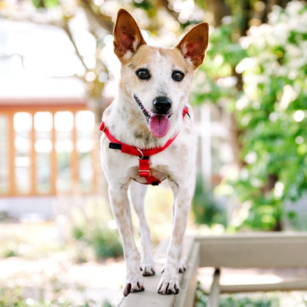 Red Freedom No-Pull Dog Harness