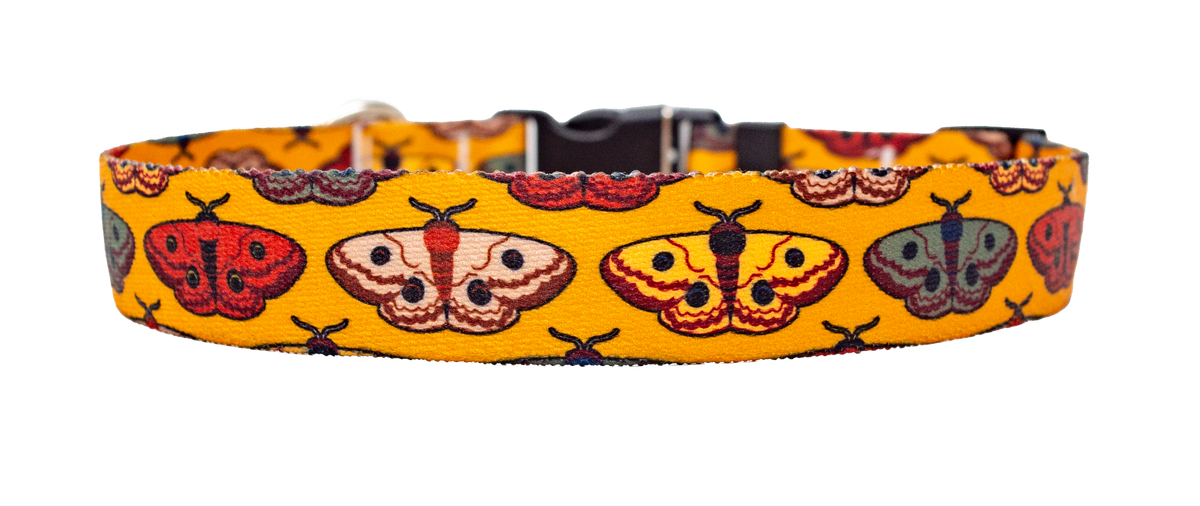 Wings for Fall Dog Collar