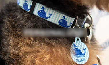 Blue Arrow Print Personalized Dog Collar – muttsnbones
